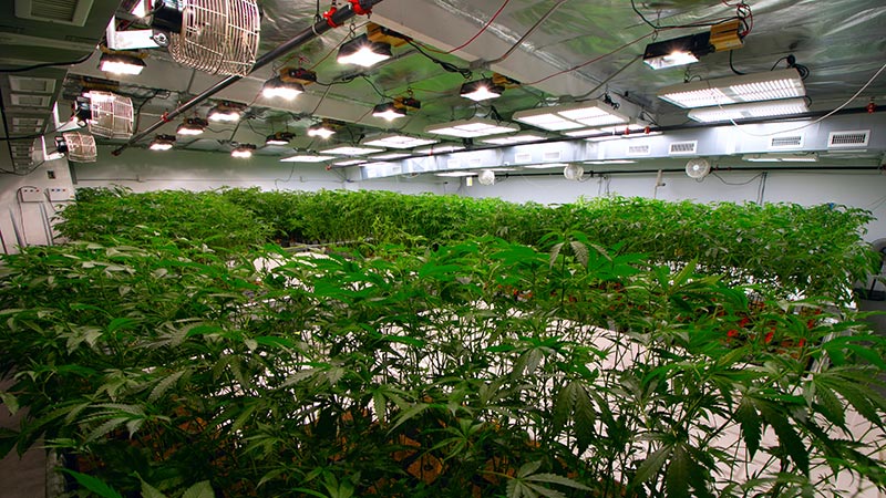 Building Controls for Marijuana Grow Rooms